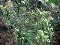 Monte_Nero_degli_Zappini - 20110529 043.jpg